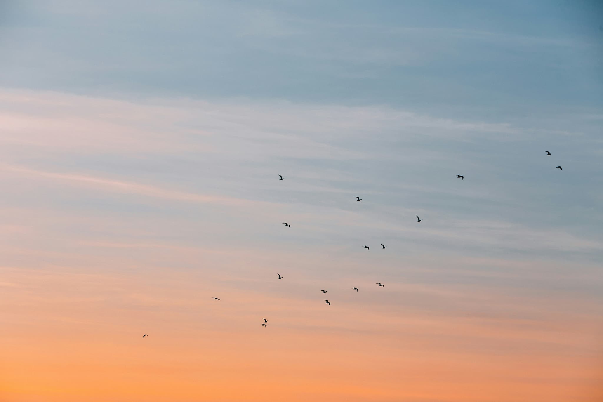 Aves a voar num céu em tons pastel para a história da Ghloria